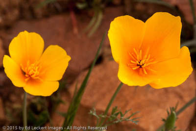 Mexican Gold Poppies, Tonto National Monument, Arizona